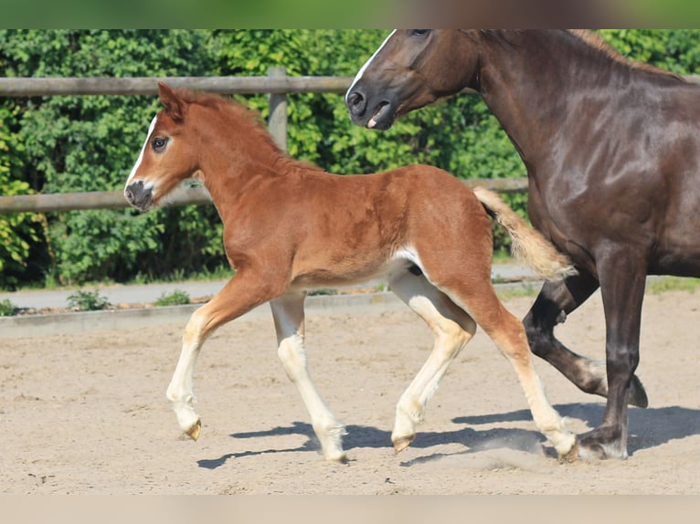 Black Forest Horse Stallion Foal (04/2026) Chestnut in Flörsheim