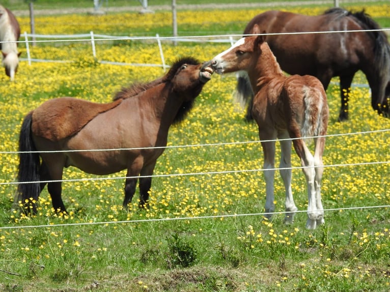 Black Forest Horse Stallion  Chestnut in Untermarchtal
