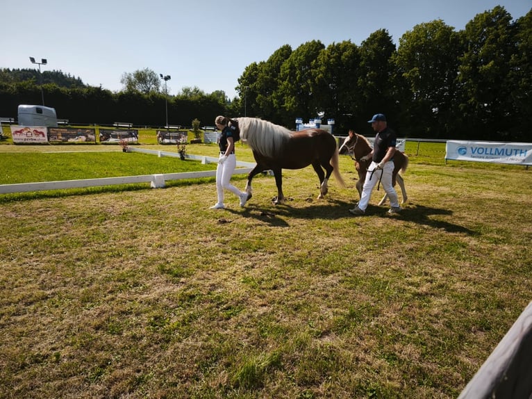 Black Forest Horse Stallion  Chestnut in Untermarchtal