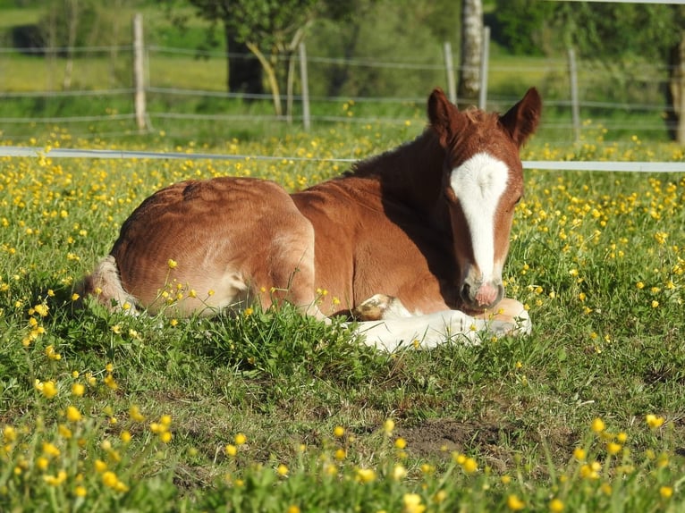 Black Forest Horse Stallion  Chestnut in Untermarchtal