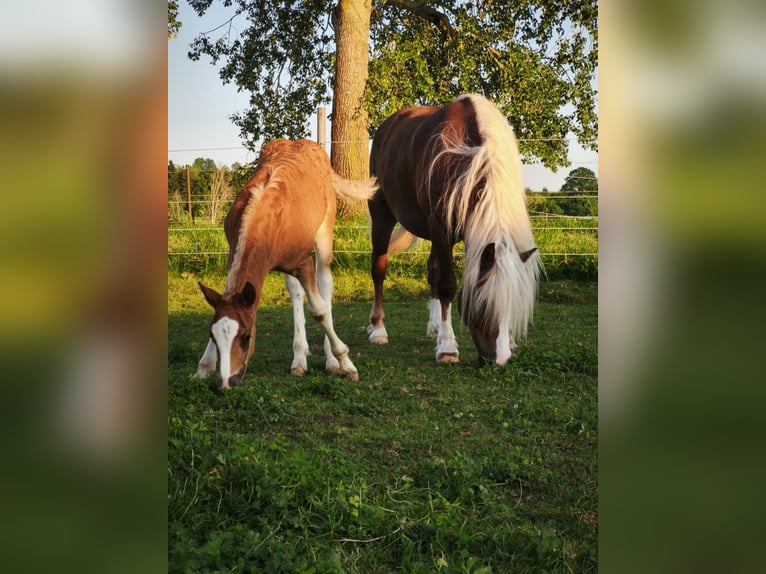 Black Forest Horse Stallion  Chestnut in Untermarchtal