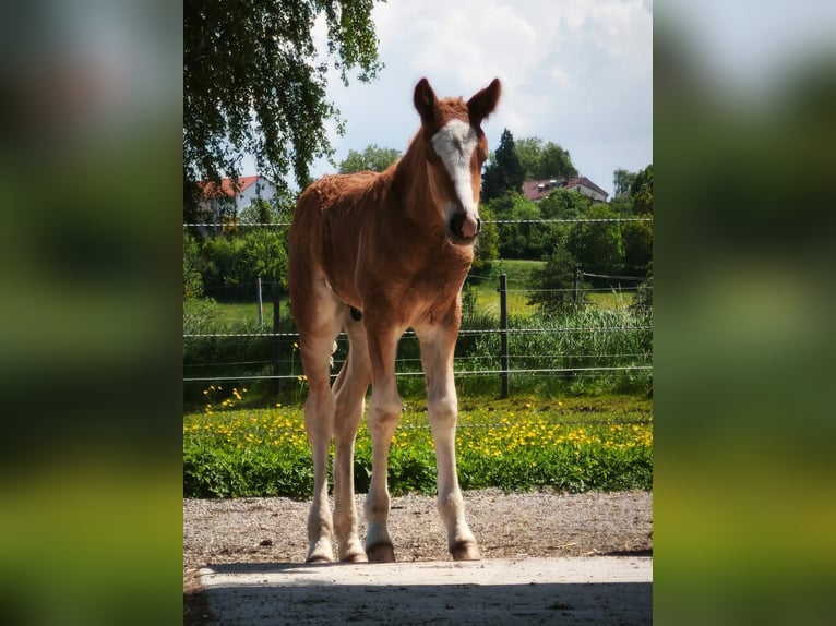 Black Forest Horse Stallion  Chestnut in Untermarchtal