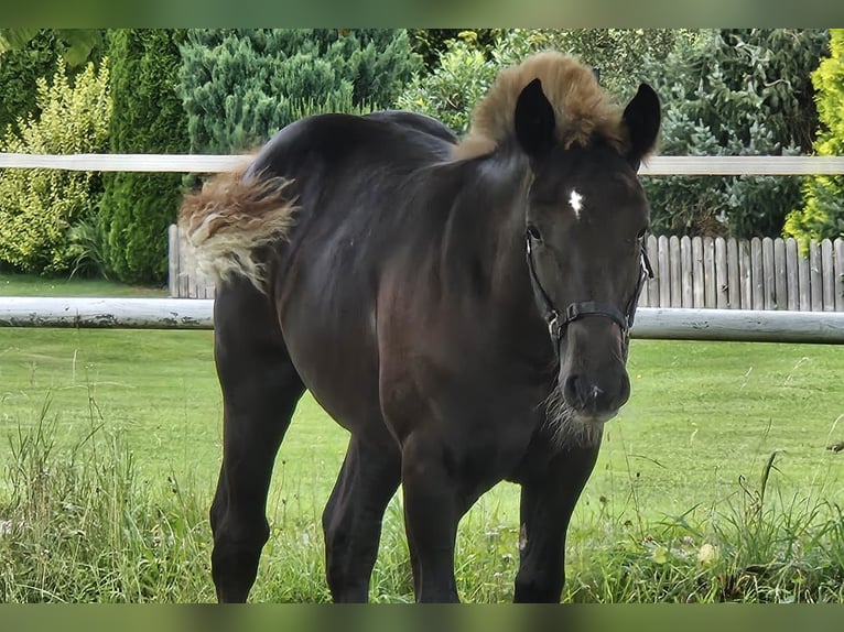 Black Forest Horse Stallion Foal (03/2024) Chestnut in Bad Wurzach