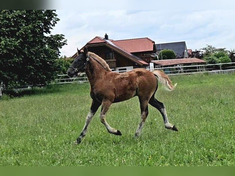 Black Forest Horse Stallion Foal (03/2024) Chestnut in Bad Wurzach