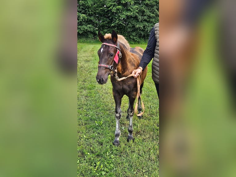 Black Forest Horse Stallion Foal (03/2024) Chestnut in Bad Wurzach