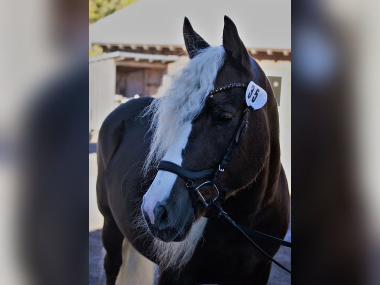 Black Forest Horse Stallion  Chestnut in Bad Wurzach