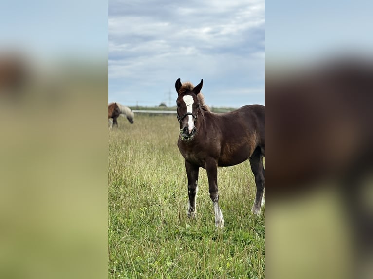 Black Forest Horse Stallion Foal (03/2025) Chestnut in Bad Wurzach