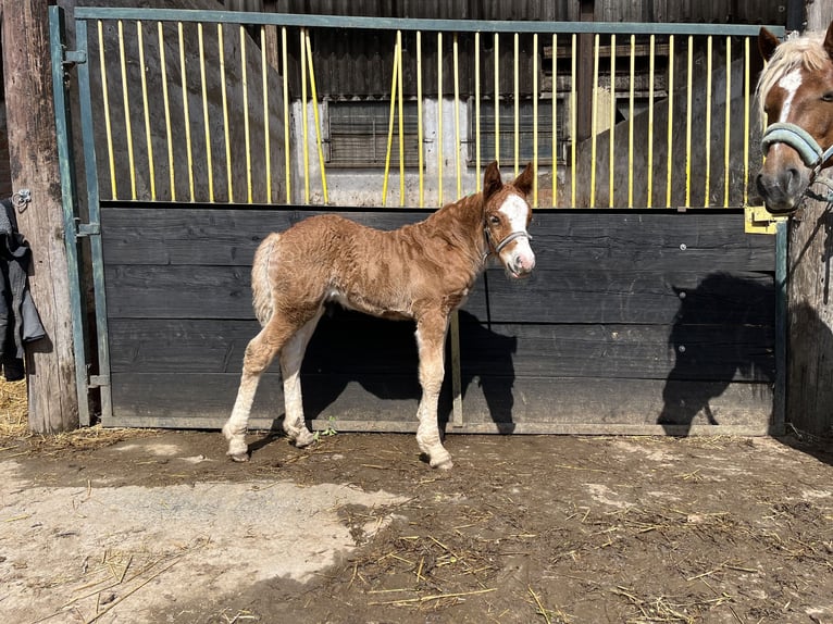 Black Forest Horse Stallion Foal (02/2024) Chestnut in Reichelsheim