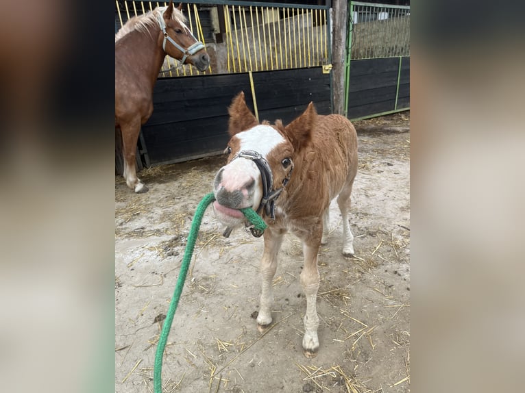 Black Forest Horse Stallion Foal (02/2024) Chestnut in Reichelsheim