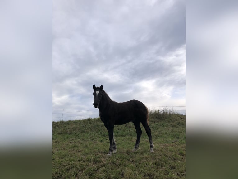 Black Forest Horse Stallion Foal (05/2025) Chestnut in Hermaringen