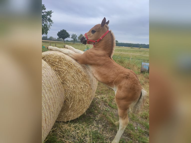 Black Forest Horse Stallion Foal (05/2025) Chestnut in Uetze