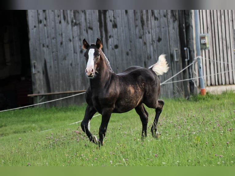 Black Forest Horse Stallion Foal (04/2025) Chestnut in Mudau