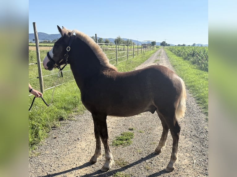 Black Forest Horse Stallion Foal (02/2025) Chestnut in Weisweil
