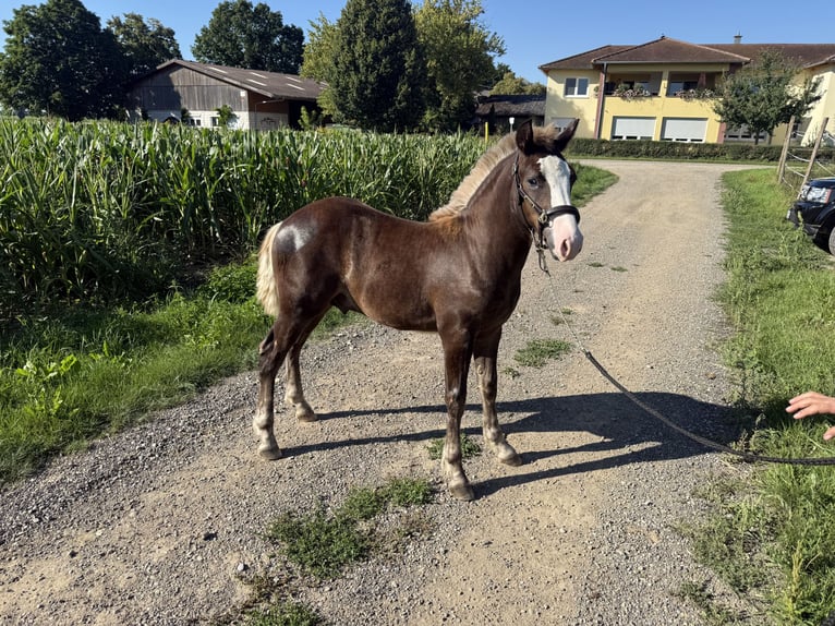 Black Forest Horse Stallion Foal (02/2025) Chestnut in Weisweil