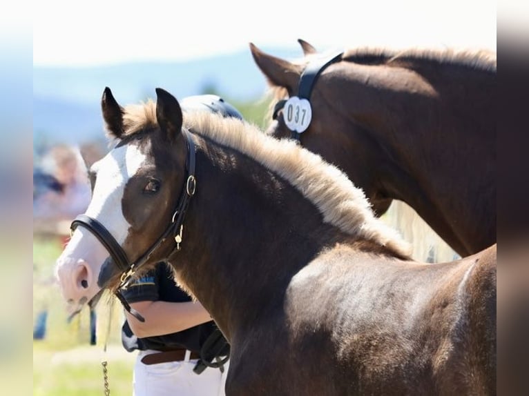 Black Forest Horse Stallion Foal (02/2025) Chestnut in Weisweil