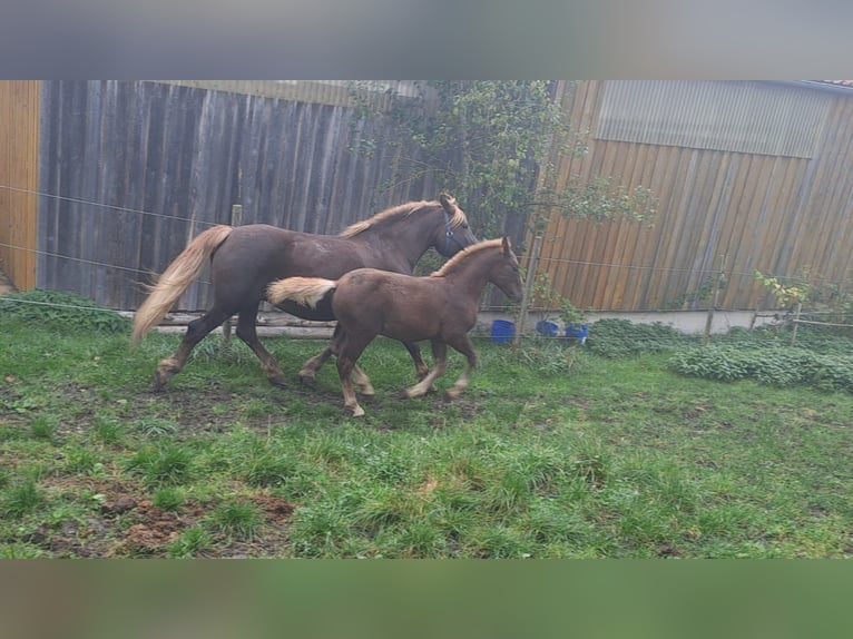 Black Forest Horse Stallion Foal (06/2024) Chestnut in Albstadt