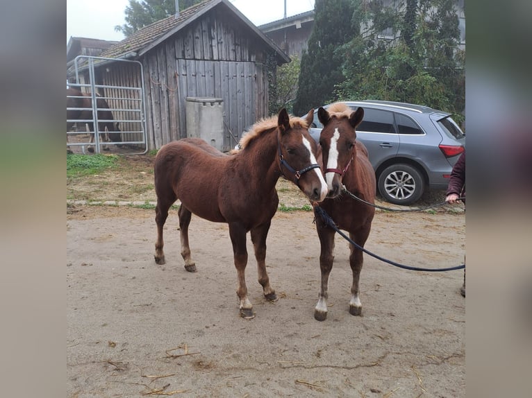 Black Forest Horse Stallion Foal (06/2024) Chestnut in Albstadt