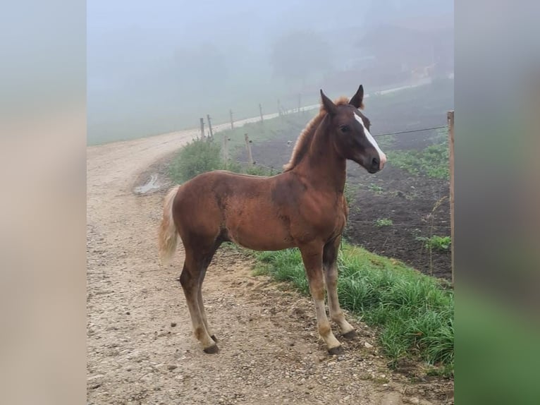 Black Forest Horse Stallion Foal (06/2024) Chestnut in Albstadt