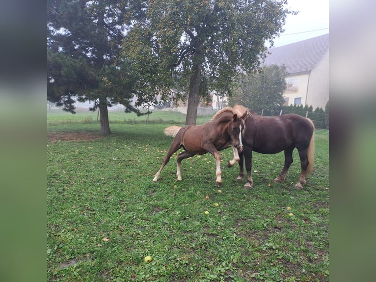 Black Forest Horse Stallion Foal (06/2024) Chestnut in Albstadt