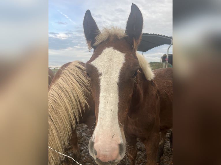 Black Forest Horse Stallion Foal (03/2024) Chestnut in Reichelsheim