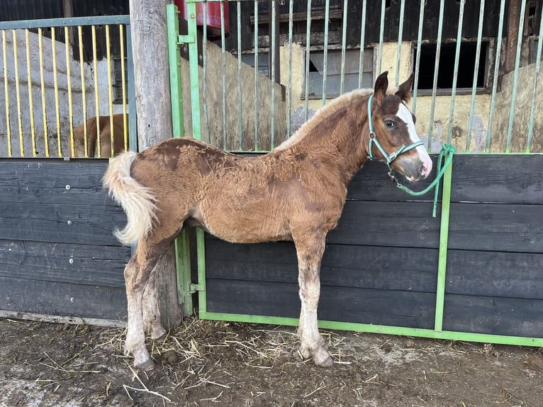 Black Forest Horse Stallion Foal (03/2024) Chestnut in Reichelsheim