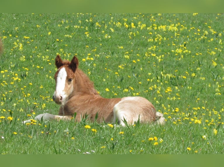 Black Forest Horse Stallion Foal (04/2026) Chestnut-Red in Balingen