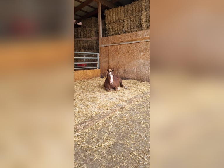 Black Forest Horse Stallion  Chestnut-Red in Berg