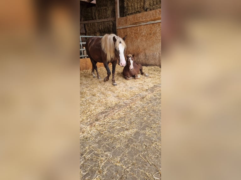 Black Forest Horse Stallion  Chestnut-Red in Berg