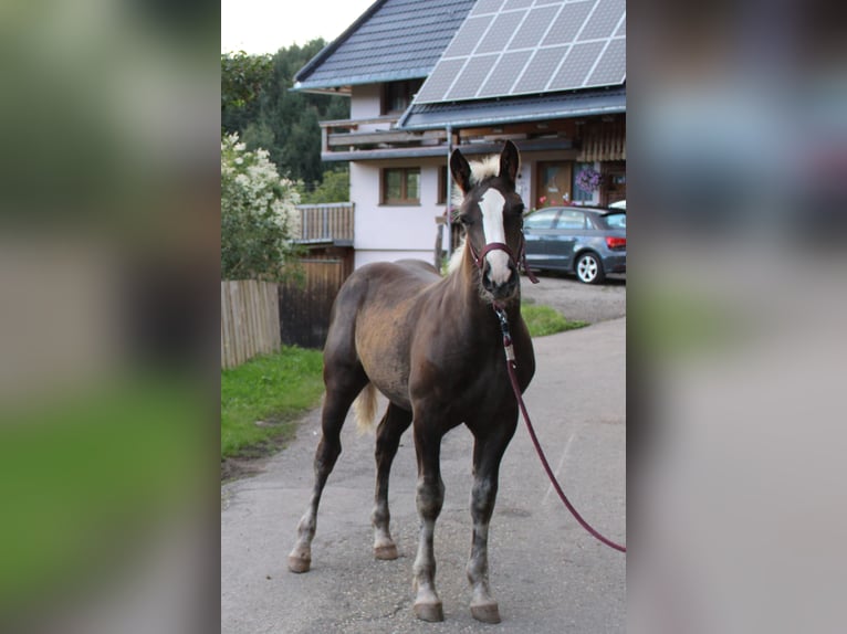 Black Forest Horse Stallion Foal (05/2024) Chestnut-Red in Gütenbach