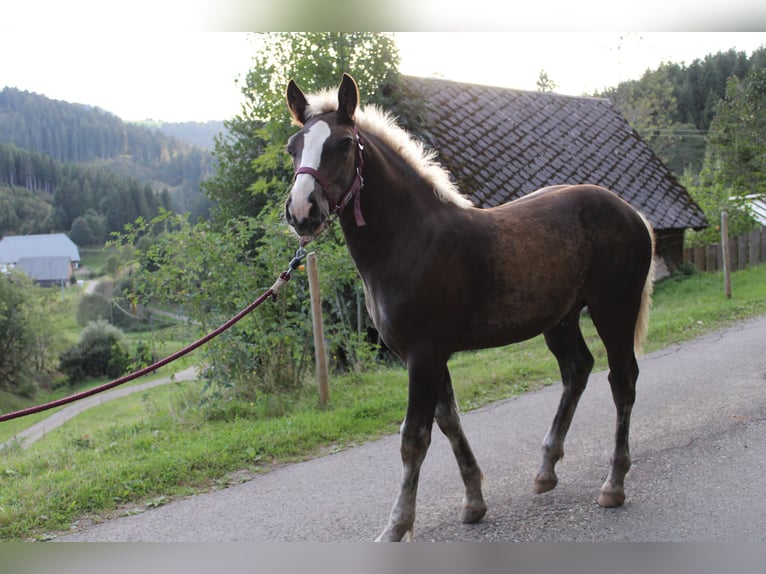 Black Forest Horse Stallion Foal (05/2024) Chestnut-Red in Gütenbach