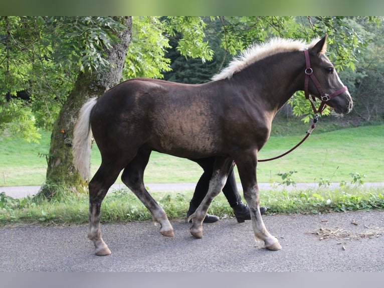 Black Forest Horse Stallion Foal (05/2024) Chestnut-Red in Gütenbach