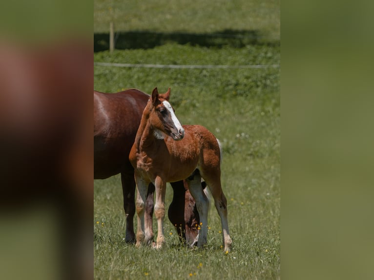 Black Forest Horse Stallion Foal (04/2024) Chestnut-Red in Haslach