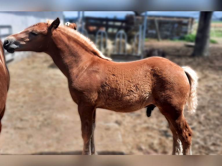 Black Forest Horse Stallion  Chestnut-Red in Reichelsheim