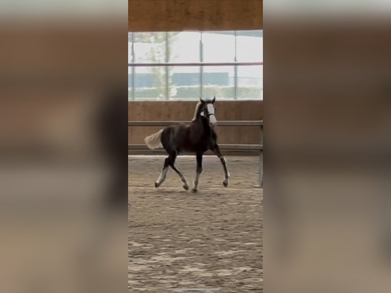 Black Forest Horse Stallion Foal (04/2025) Chestnut in Surhuizum