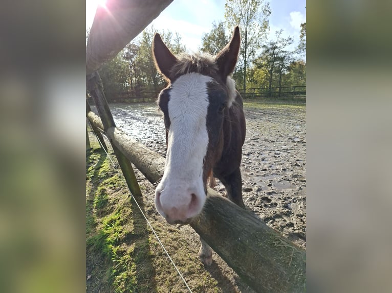 Black Forest Horse Stallion Foal (04/2025) Chestnut in Surhuizum