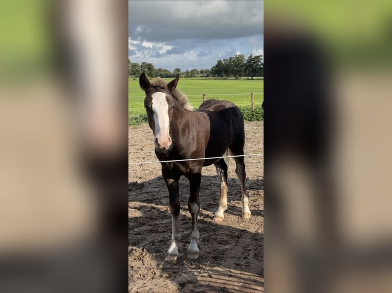 Black Forest Horse Stallion Foal (04/2025) Chestnut in Surhuizum