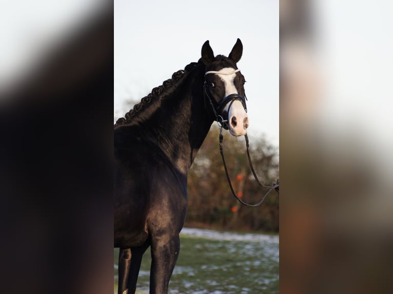 BLACKBURN AT G Westphalian Stallion Black in Lippetal