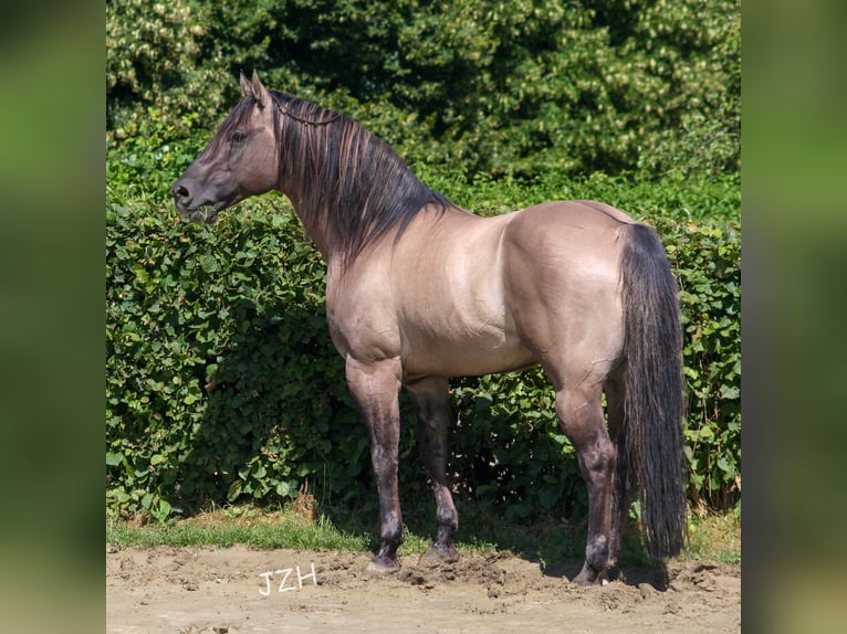 BLACKBURN BUCK POCO American Quarter Horse Hengst Grullo in Düsseldorf