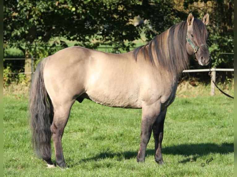 BLACKBURN BUCK POCO American Quarter Horse Stallion Grullo in Düsseldorf
