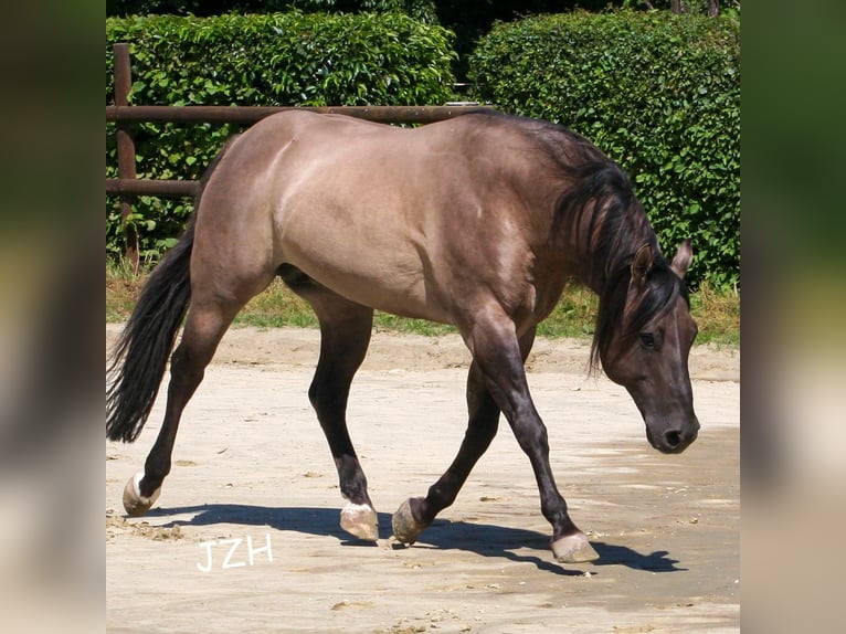 BLACKBURN BUCK POCO American Quarter Horse Stallone Grullo in Düsseldorf