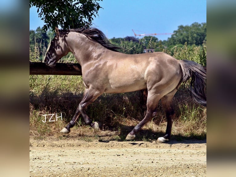 BLACKBURN BUCK POCO American Quarter Horse Stallone Grullo in Düsseldorf