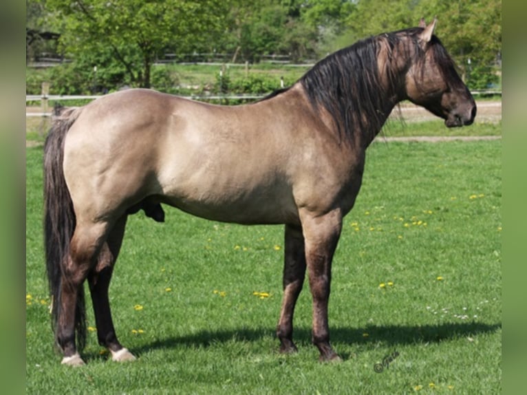 BLACKBURN BUCK POCO American Quarter Horse Stallone Grullo in Düsseldorf