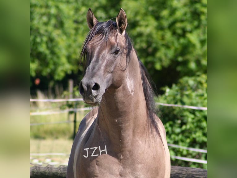 BLACKBURN BUCK POCO American Quarter Horse Stallone Grullo in Düsseldorf