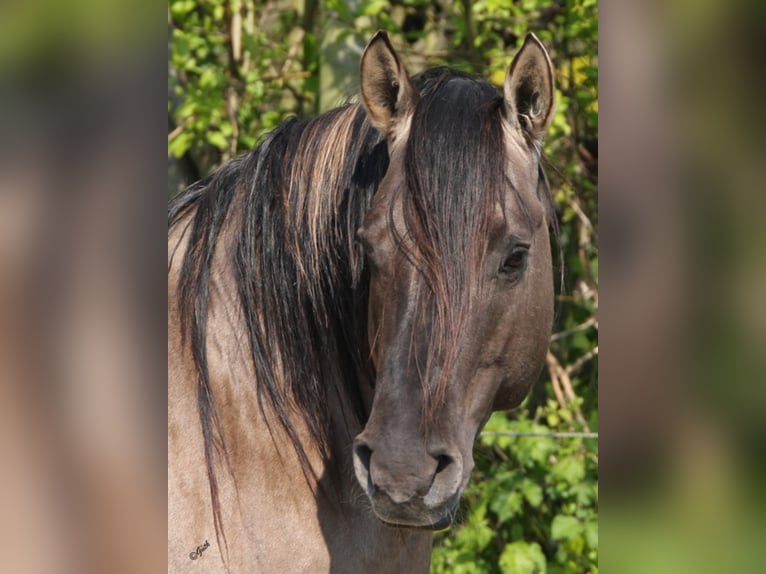 BLACKBURN BUCK POCO American Quarter Horse Stallone Grullo in Düsseldorf