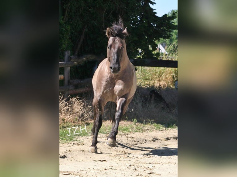 BLACKBURN BUCK POCO American Quarter Horse Stallone Grullo in Düsseldorf