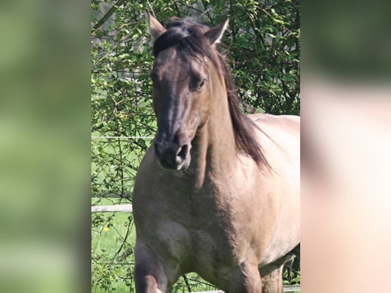 BLACKBURN BUCK POCO American Quarter Horse Stallone Grullo in Düsseldorf