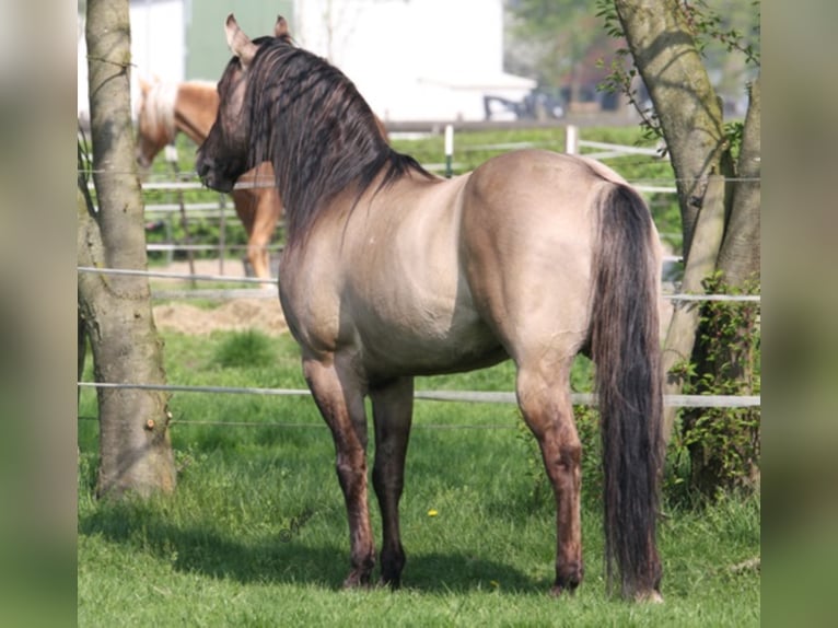 BLACKBURN BUCK POCO American Quarter Horse Stallone Grullo in Düsseldorf