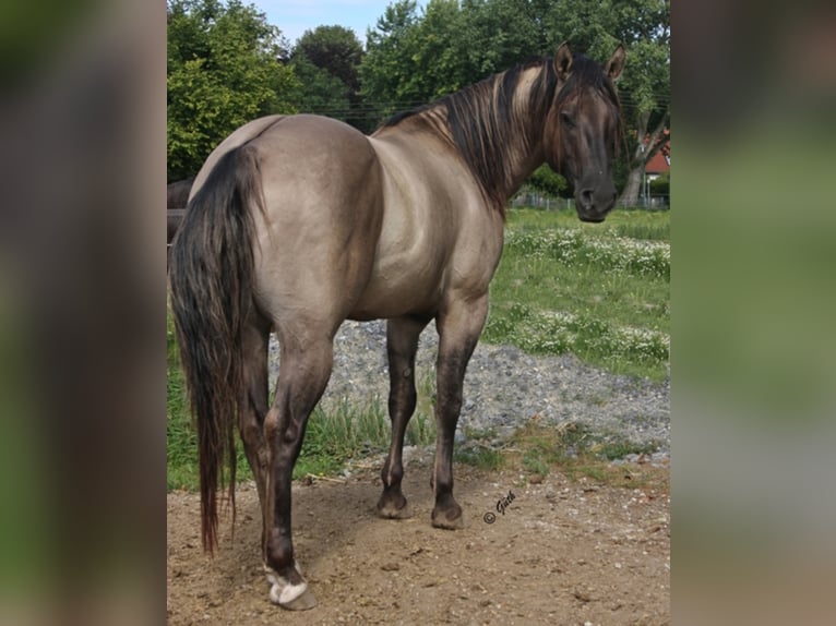 BLACKBURN BUCK POCO American Quarter Horse Stallone Grullo in Düsseldorf