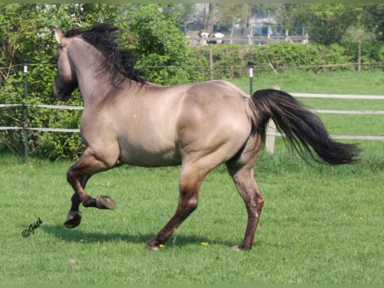 BLACKBURN BUCK POCO American Quarter Horse Stallone Grullo in Düsseldorf