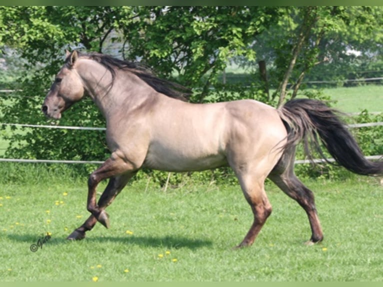 BLACKBURN BUCK POCO American Quarter Horse Stallone Grullo in Düsseldorf